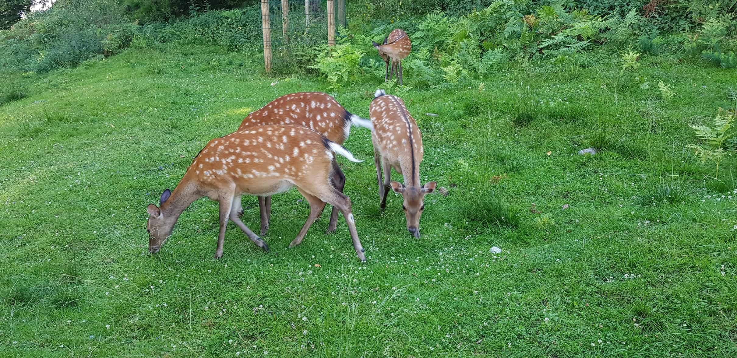 freilaufende Rehe im Tierpark Rosegg Kärnten