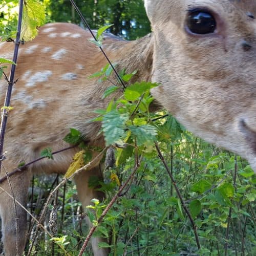 freilaufende Tiere & Rehe im Tierpark Rosegg Nähe Wörthersee