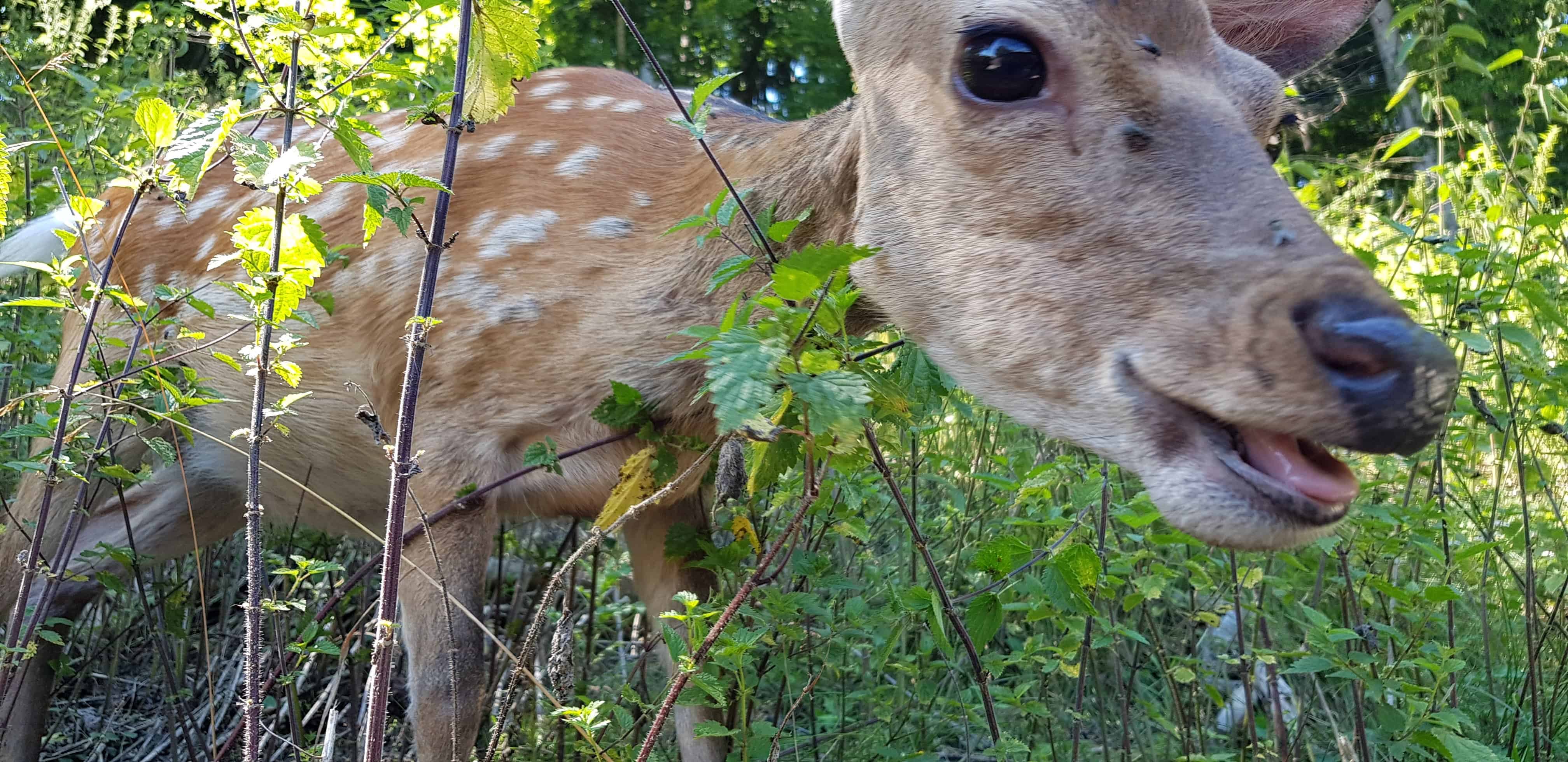 freilaufende Tiere & Rehe im Tierpark Rosegg Nähe Wörthersee