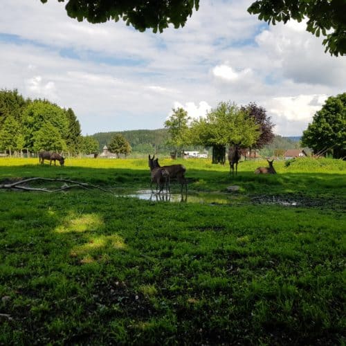 Gehege Dammwild und Esel im Tierpark Rosegg Familienausflug