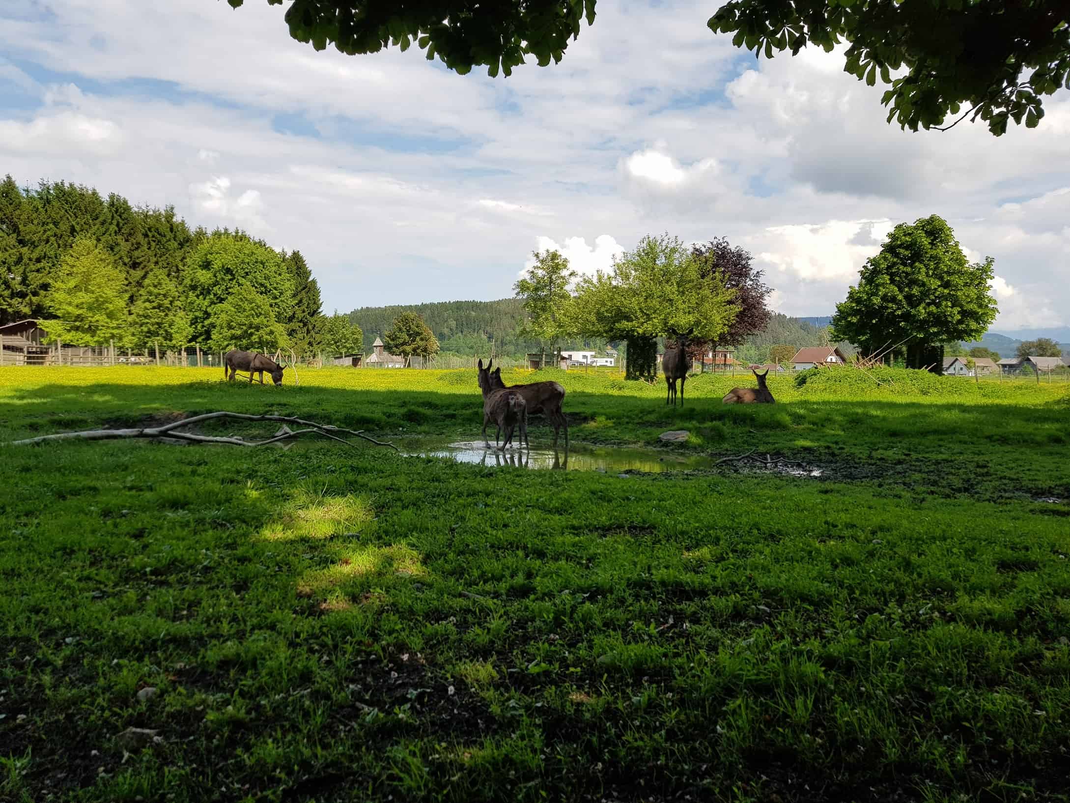 Gehege Dammwild und Esel im Tierpark Rosegg Familienausflug