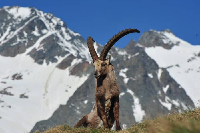 Steinbock-Beobachtung am Großglockner