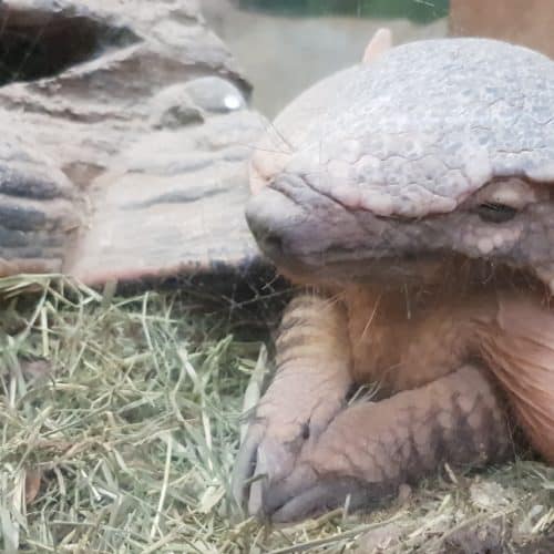 Gürteltier im Reptilienzoo Happ Klagenfurt. Regenwetter-Ausflugsziel in Kärnten am Wörthersee