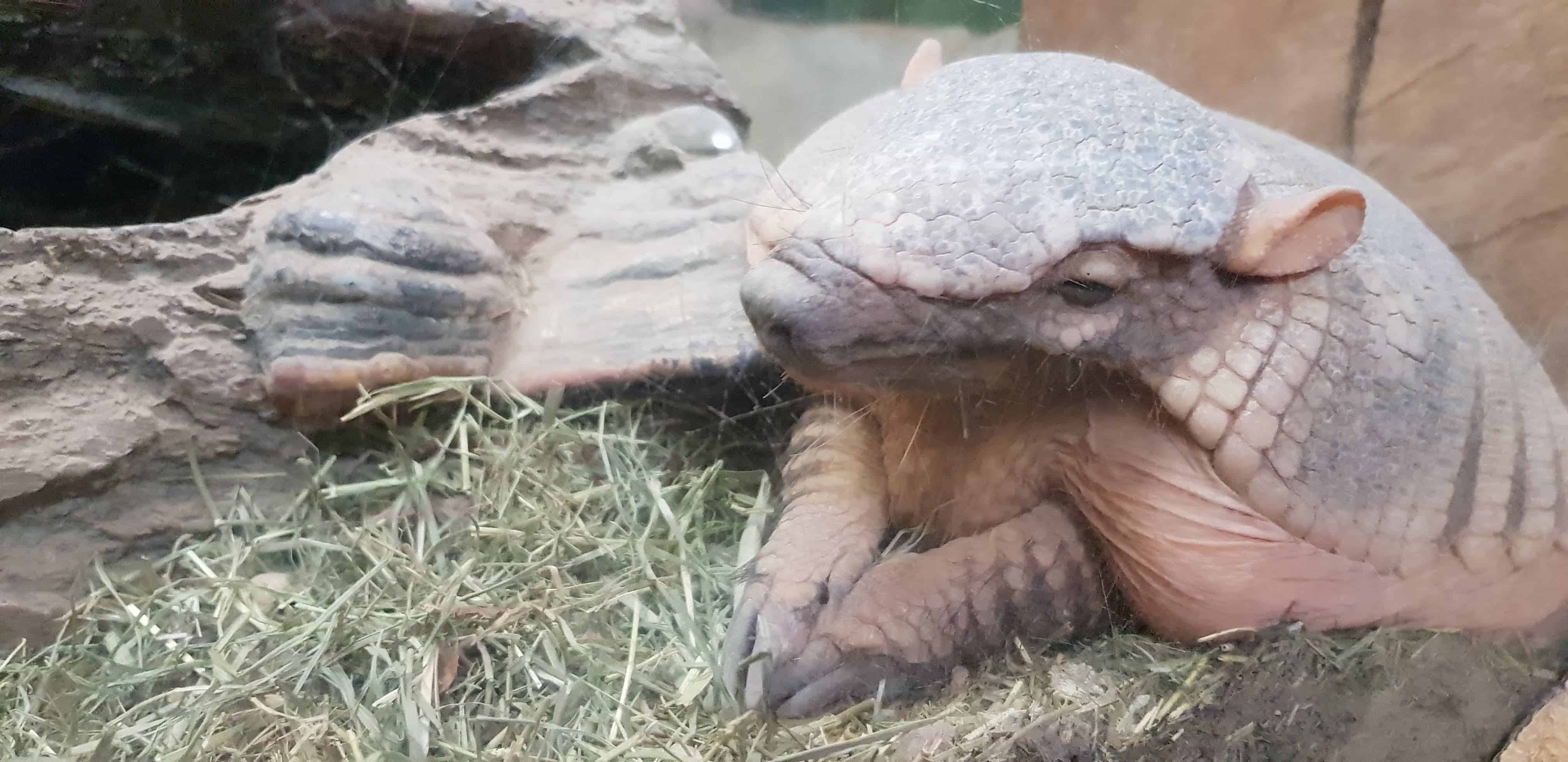 Gürteltier im Reptilienzoo Happ Klagenfurt. Regenwetter-Ausflugsziel in Kärnten am Wörthersee