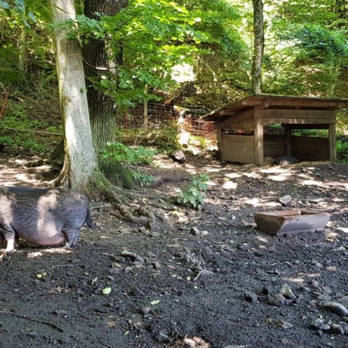 Hängebauchschwein im familienfreundlichen Ausflugsziel in Kärnten
