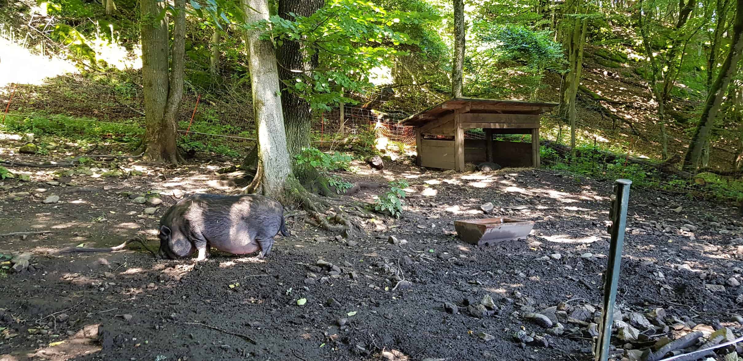 Hängebauchschwein im familienfreundlichen Ausflugsziel in Kärnten