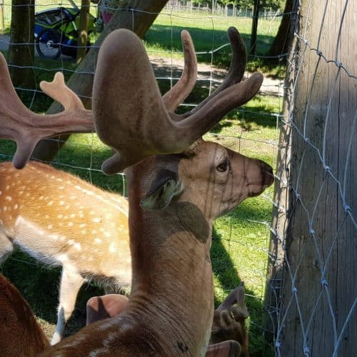 Hirsche füttern im Tierpark Schloss Labyrinth Rosegg