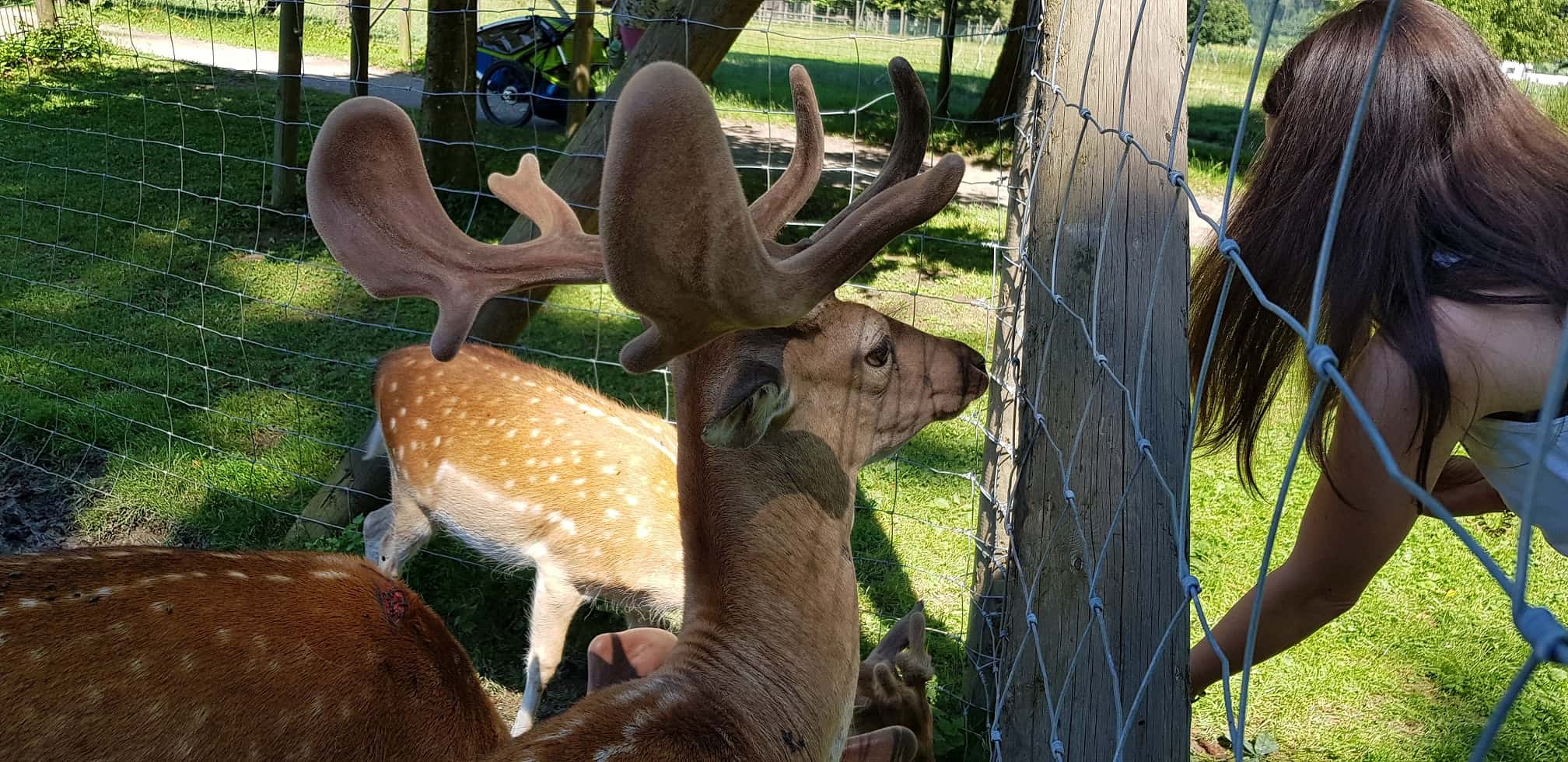 Hirsche füttern im Tierpark Schloss Labyrinth Rosegg