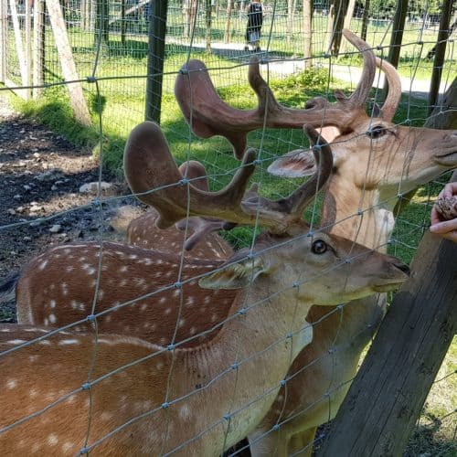 Hirschen füttern im Tierpark Rosegg - Ausflug mit Kindern in Kärnten