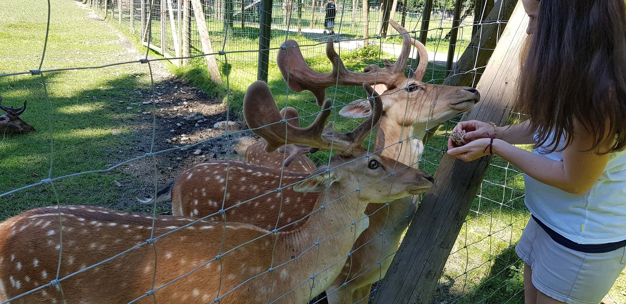 Hirschen füttern im Tierpark Rosegg - Ausflug mit Kindern in Kärnten