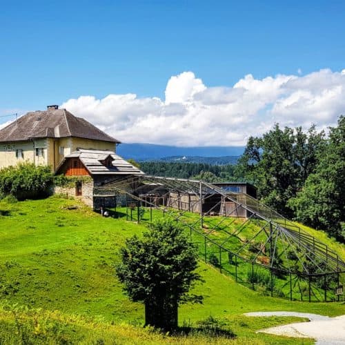 Kärntens TOP Ausflugsziele Tierpark Rosegg Österreich Wildtierpark Waldrappe