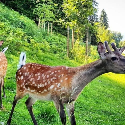 Kärntens TOP Ausflugsziele Tierpark Rosegg Wörthersee Österreich Wildtierpark Rehe