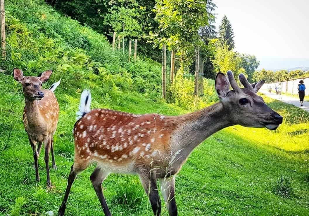 Kärntens TOP Ausflugsziele Tierpark Rosegg Wörthersee Österreich Wildtierpark Rehe