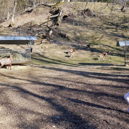 Kind beobachtet Steinböcke im Tierpark Rosegg Kärnten