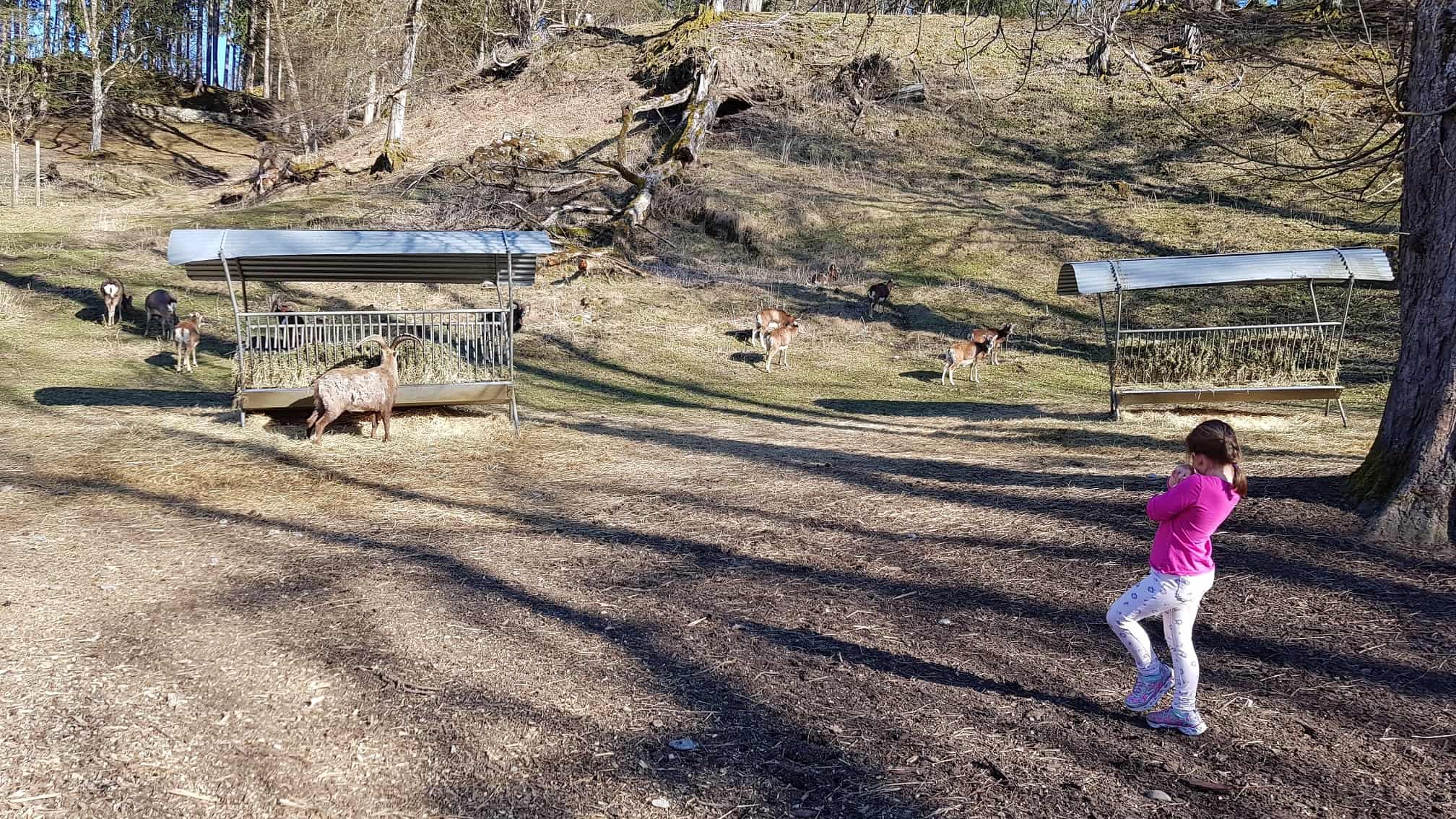 Kind beobachtet Steinböcke im Tierpark Rosegg Kärnten