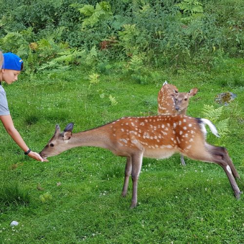 Kinder füttern Rehe im Tierpark Rosegg Kärnten