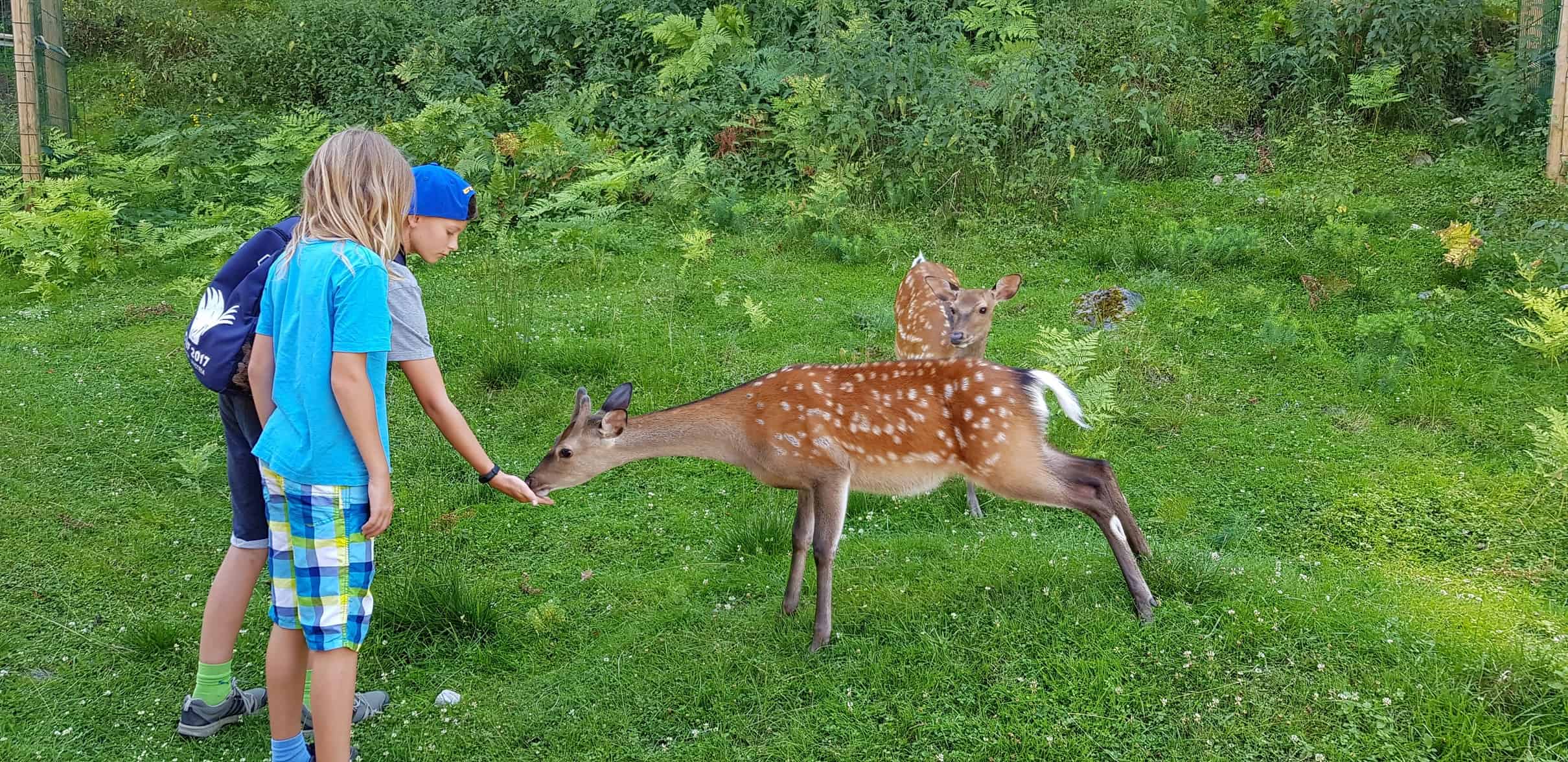 Kinder füttern Rehe im Tierpark Rosegg Kärnten