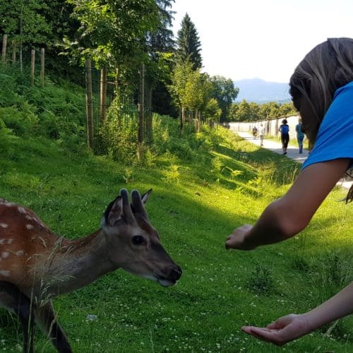 Kinder füttern Tiere im familienfreundlichen Tierpark Rosegg Kärnten