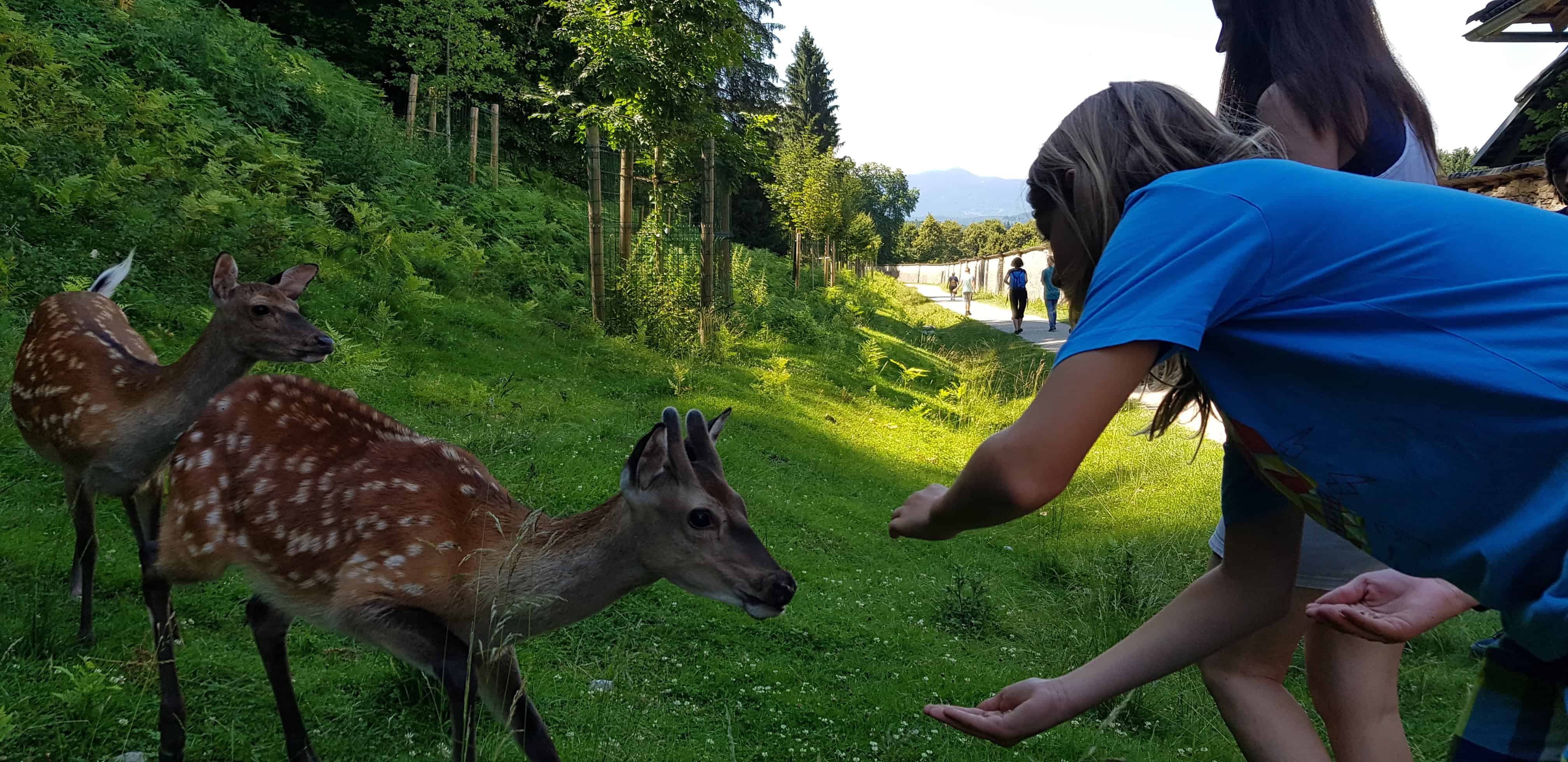 Kinder füttern Tiere im familienfreundlichen Tierpark Rosegg Kärnten