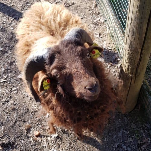 Ziege im Streichelzoo Tierpark Rosegg Nähe Wörthersee