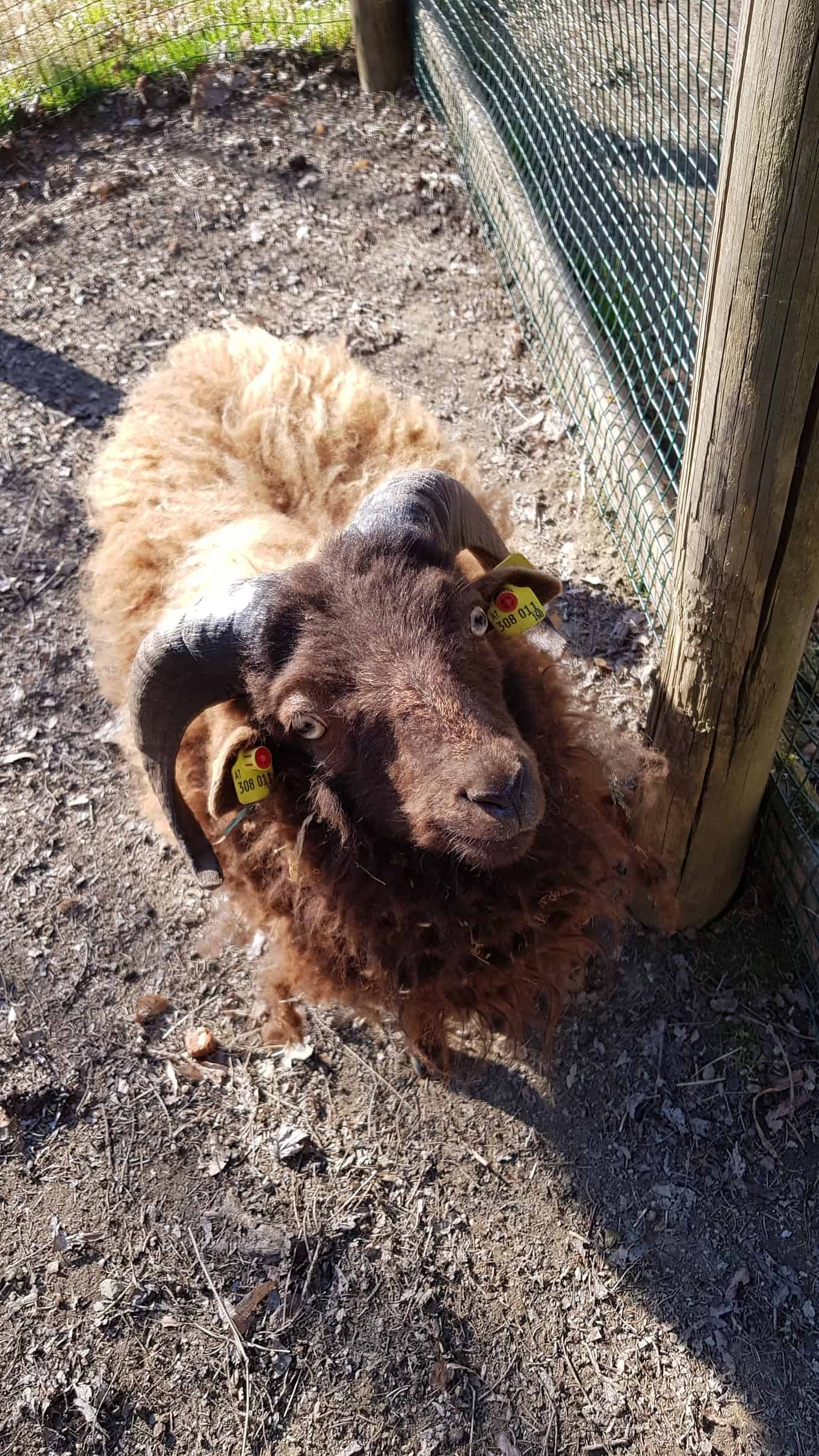 Ziege im Streichelzoo Tierpark Rosegg Nähe Wörthersee