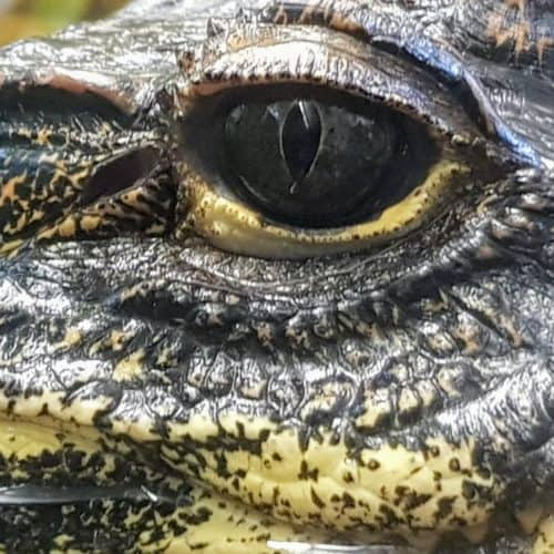 Krokodil im Familien-Ausflugsziel Reptilienzoo Happ in Klagenfurt am Wörthersee in Kärnten - Nahaufnahme Auge