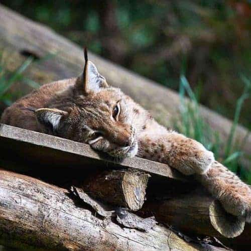 Ausflugsziele Kärnten - Luchs im Tierpark Rosegg Nähe Velden am Wörthersee - Kärntens TOP-10