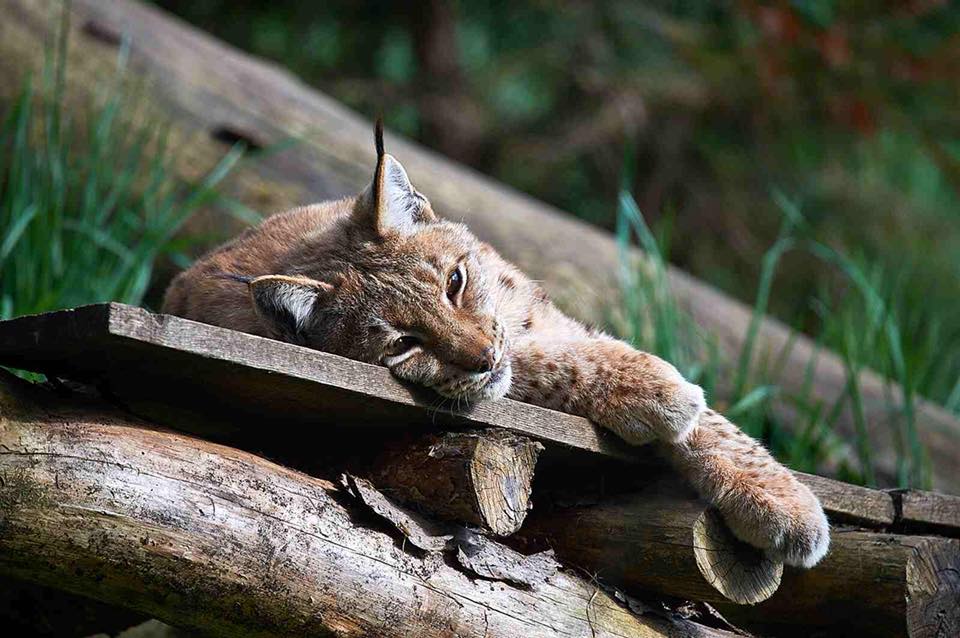 Ausflugsziele Kärnten - Luchs im Tierpark Rosegg Nähe Velden am Wörthersee - Kärntens TOP-10