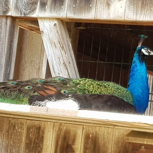 Pfau im kinderfreundlichen Tierpark Rosegg Kärnten