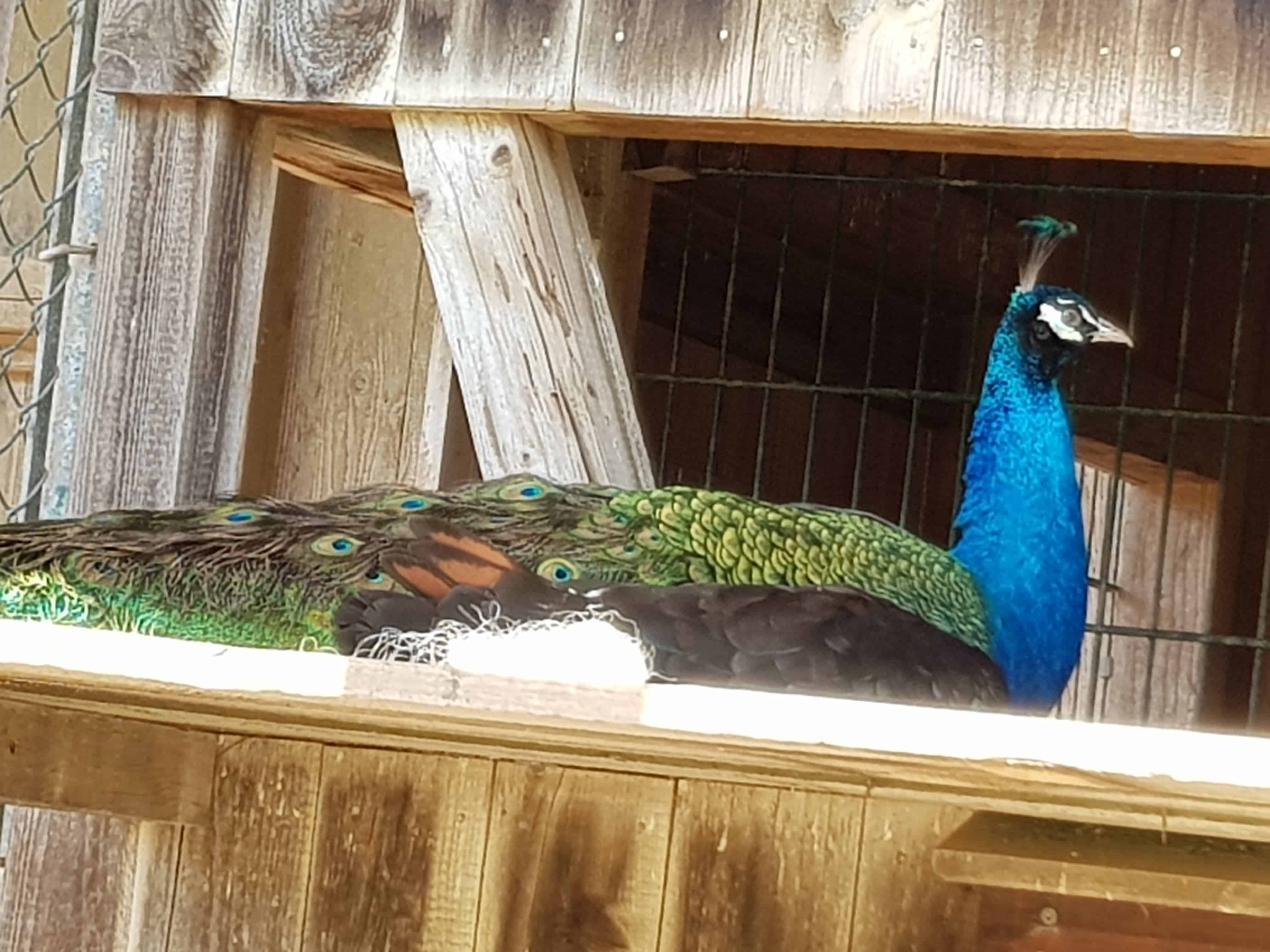 Pfau im kinderfreundlichen Tierpark Rosegg Kärnten