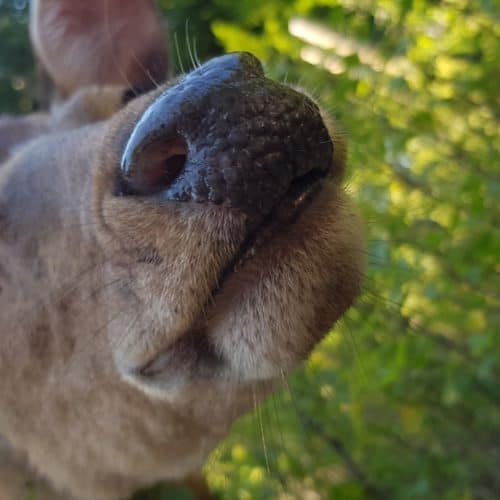 Neugierige Tiergarten-Bewohner warten auf Streicheleinheiten - Reh im Tierpark Rosegg