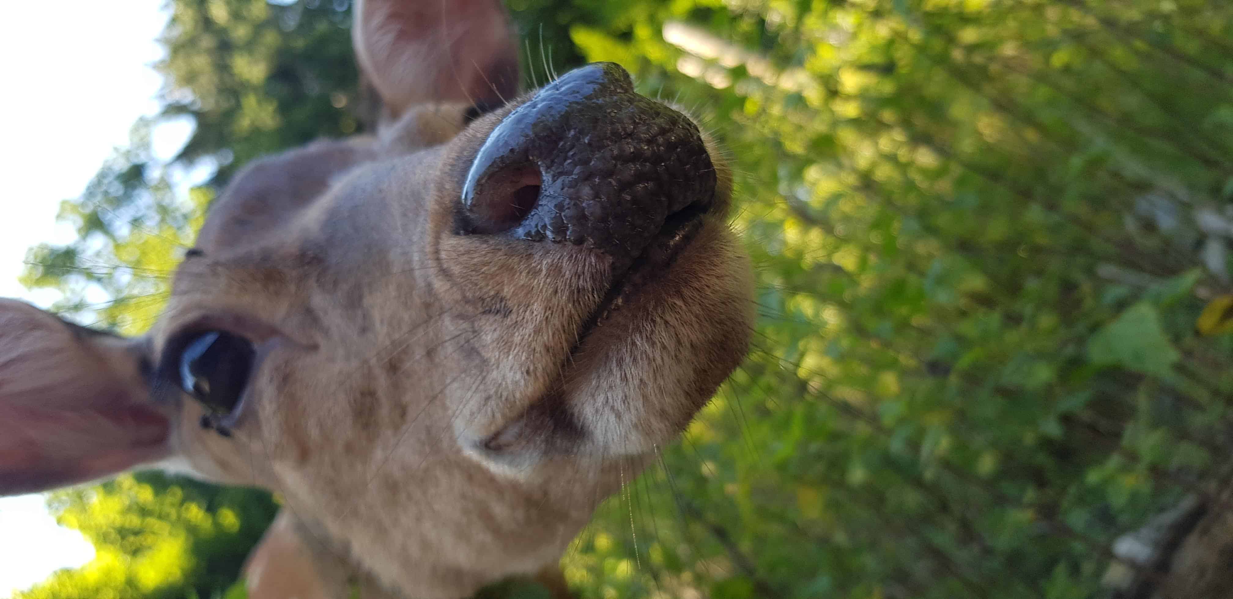 Neugierige Tiergarten-Bewohner warten auf Streicheleinheiten - Reh im Tierpark Rosegg