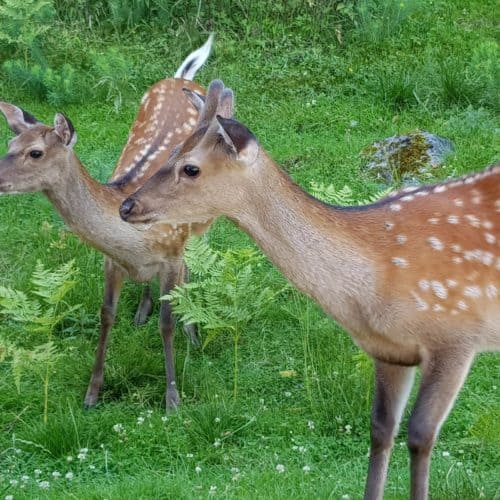 Rehe im Tierpark Rosegg Kärnten