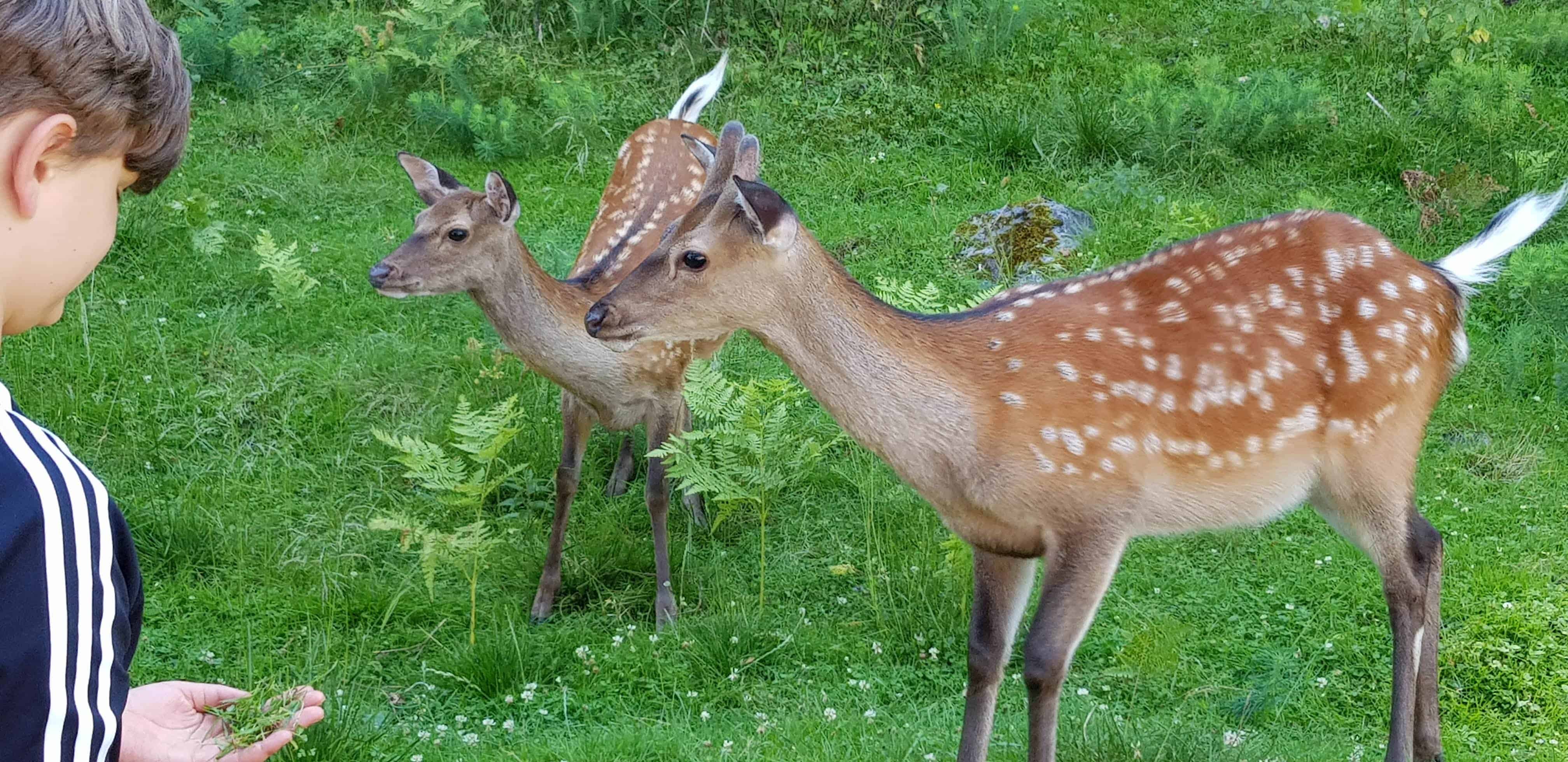 Rehe im Tierpark Rosegg Kärnten