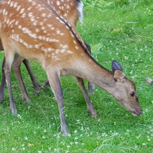 Rehe in Kärnten Tierpark Rosegg Familienausflug