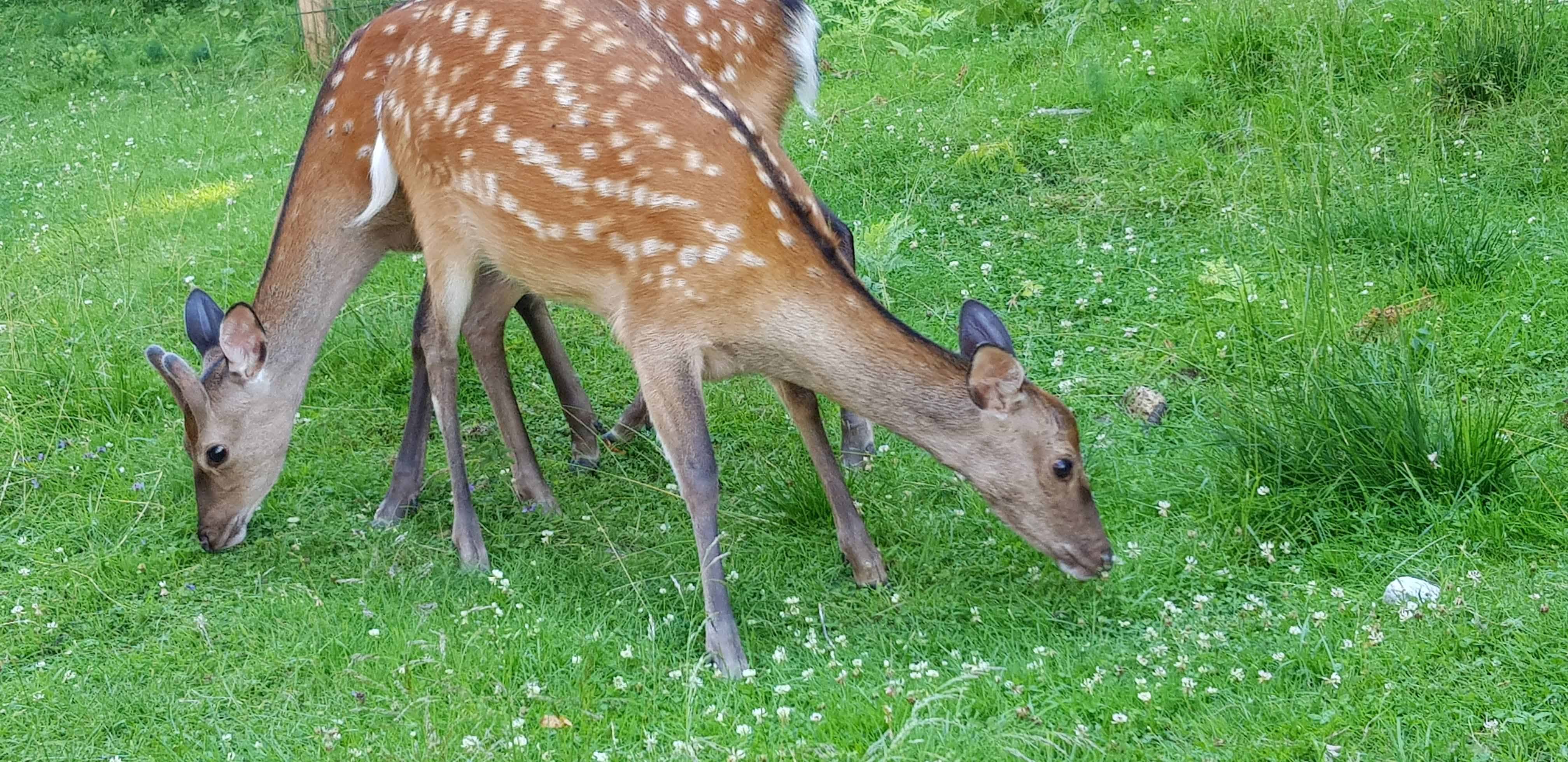 Rehe in Kärnten Tierpark Rosegg Familienausflug