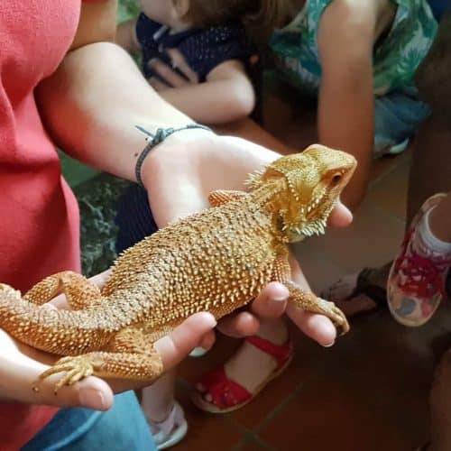 Kinder mit Eidechse bei Führung im Reptilienzoo Happ in Klagenfurt - Kärnten