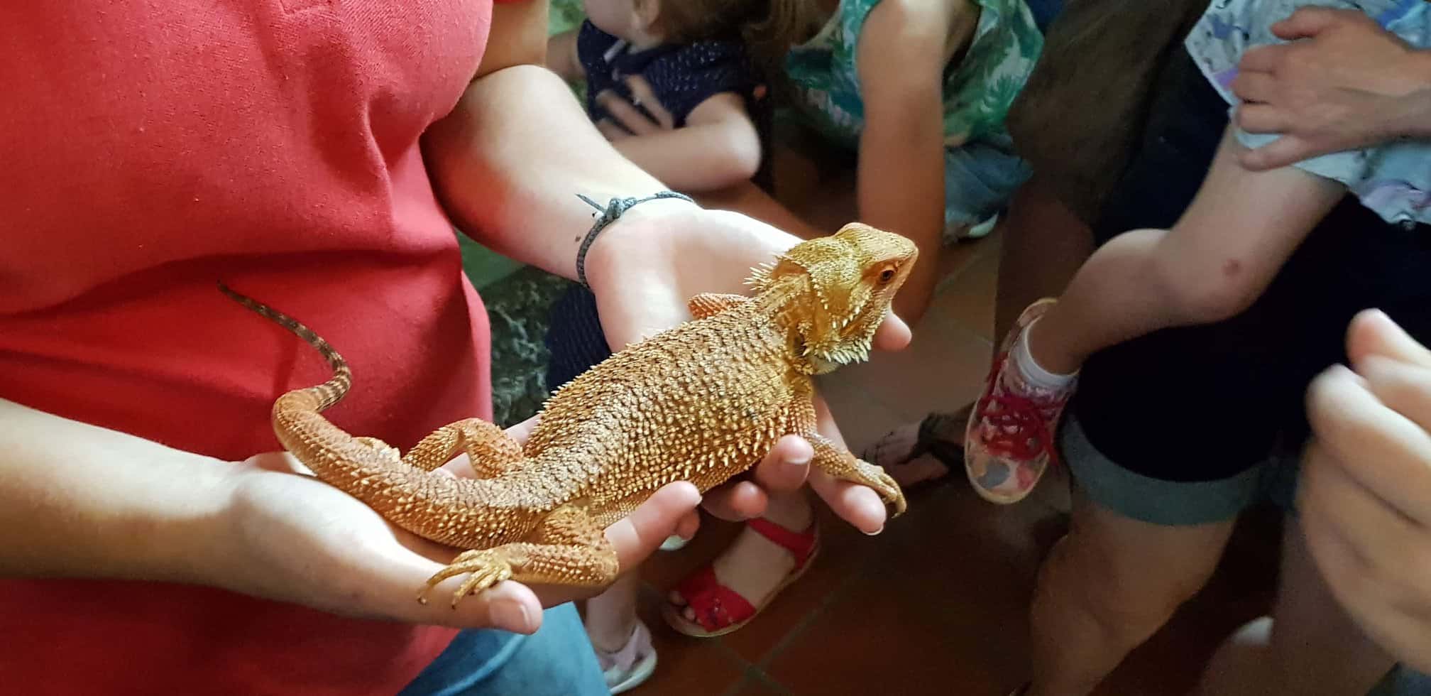 Kinder mit Eidechse bei Führung im Reptilienzoo Happ in Klagenfurt - Kärnten