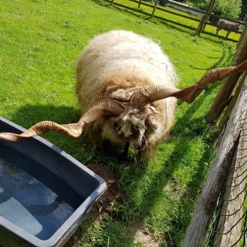 Schafe im Streichelzoo Tierpark Rosegg Kärnten