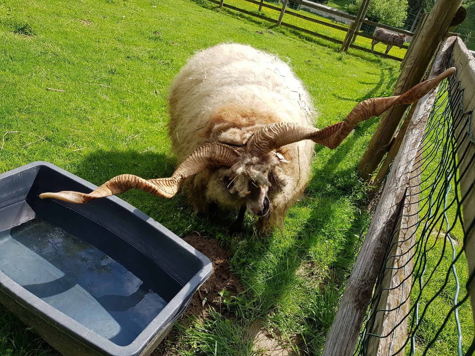 Schafe im Streichelzoo Tierpark Rosegg Kärnten