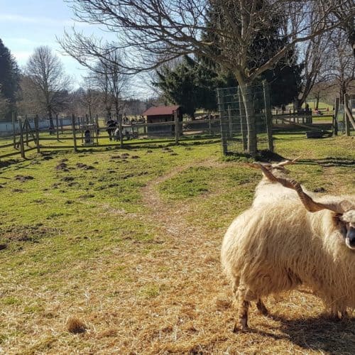 Schafe im Zoo Tierpark Rosegg Kärnten Urlaub mit Kindern