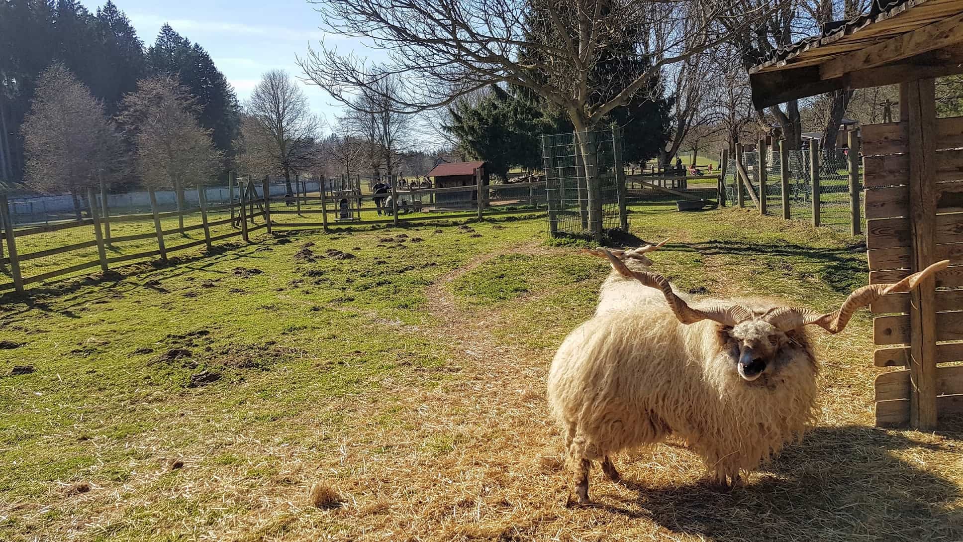 Schafe im Zoo Tierpark Rosegg Kärnten Urlaub mit Kindern