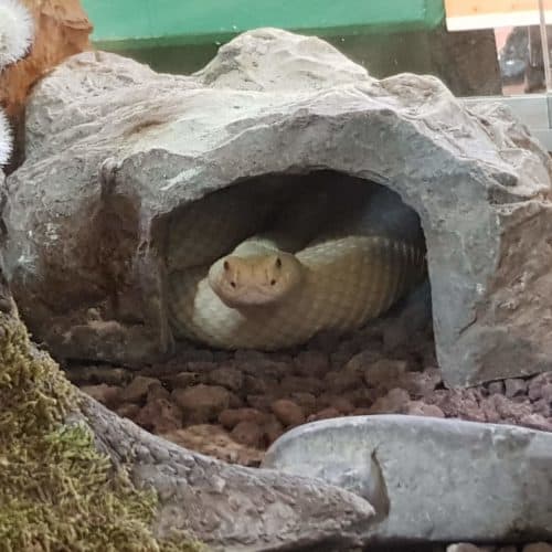 Schlange im Familien-Ausflugsziel Reptilienzoo Happ Klagenfurt Kärnten