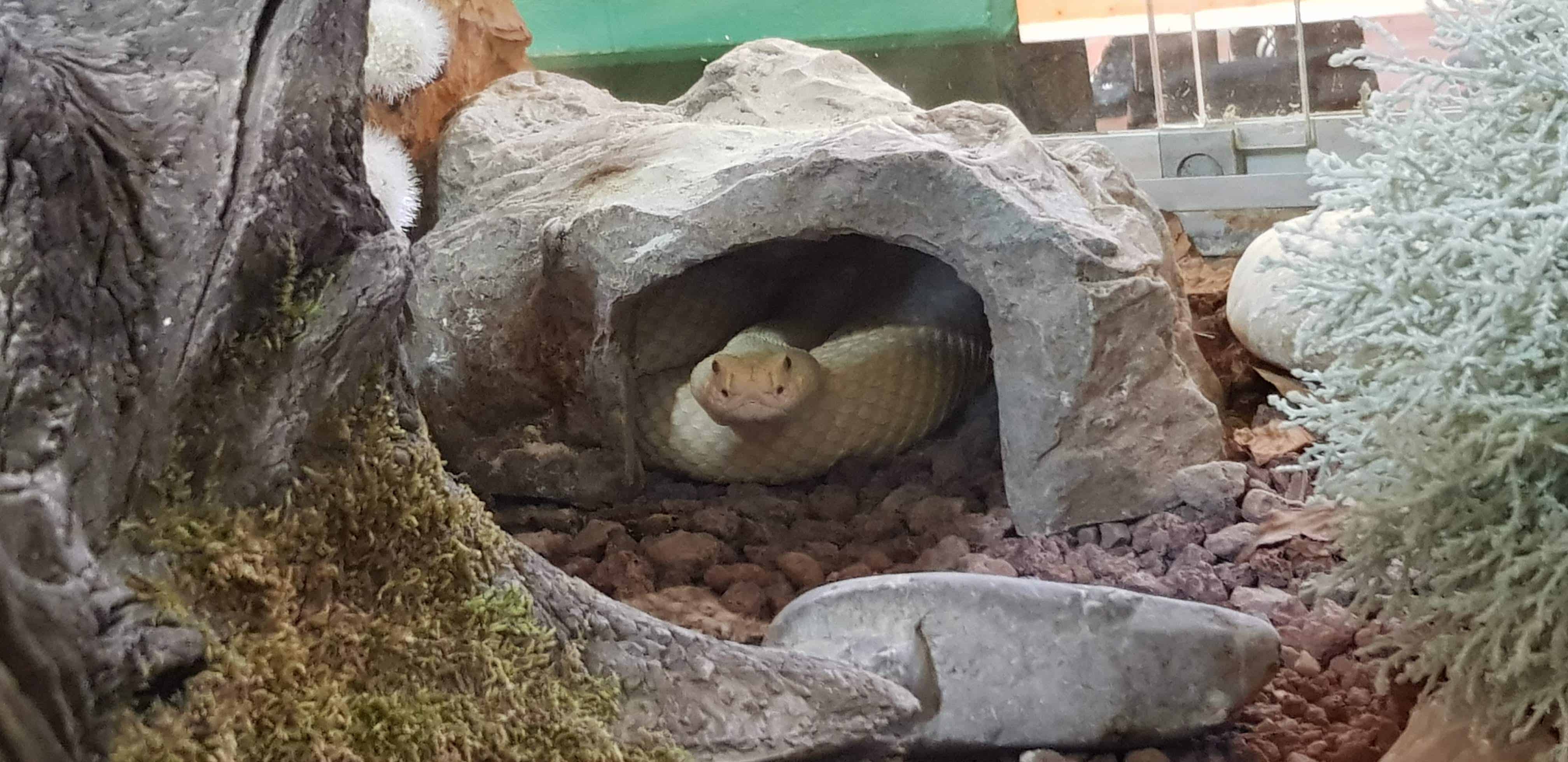 Schlange im Familien-Ausflugsziel Reptilienzoo Happ Klagenfurt Kärnten