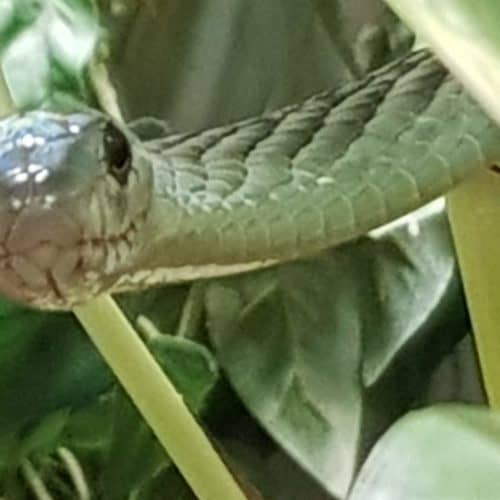 Grüne Mamba im Reptilienzoo Happ Klagenfurt am Wörthersee