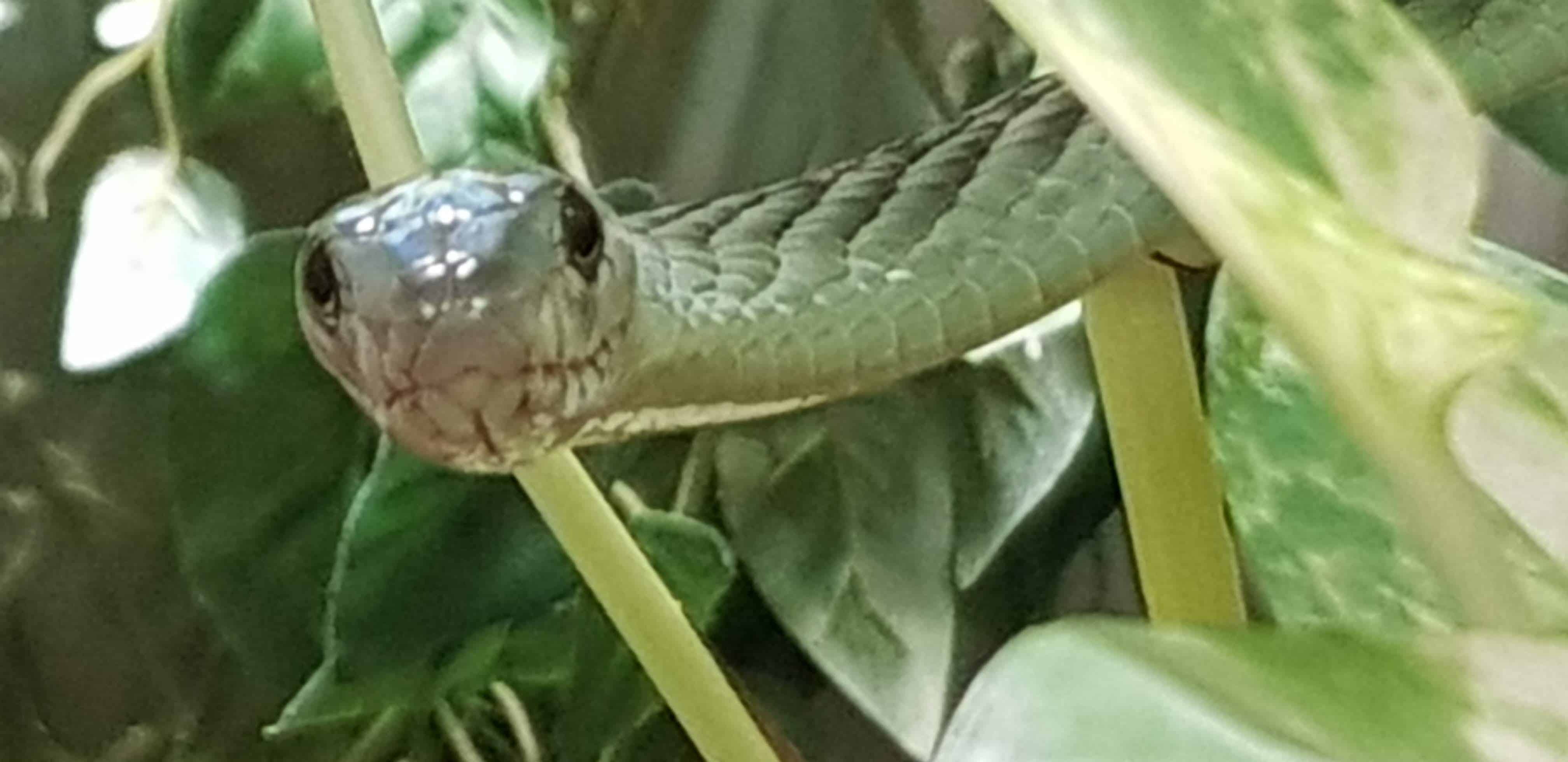 Grüne Mamba im Reptilienzoo Happ Klagenfurt am Wörthersee