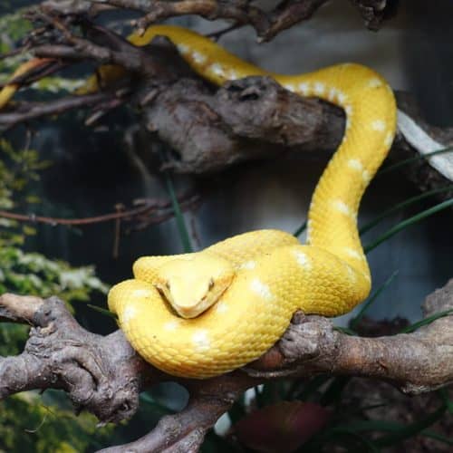 gelbe Schlange im Kärntner Ausflugsziel Reptilienzoo Happ in Klagenfurt am Wörthersee