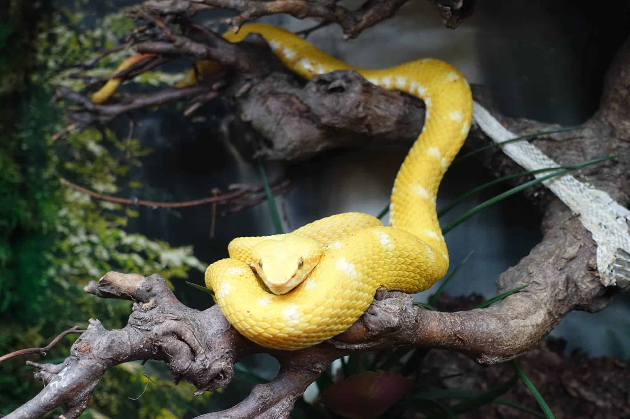 gelbe Schlange im Kärntner Ausflugsziel Reptilienzoo Happ in Klagenfurt am Wörthersee