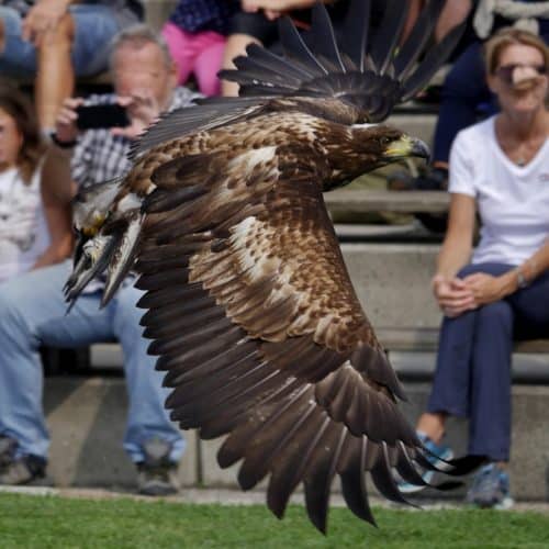 Seeadler Flugschau Adlerarena Burg Landskron Kärnten