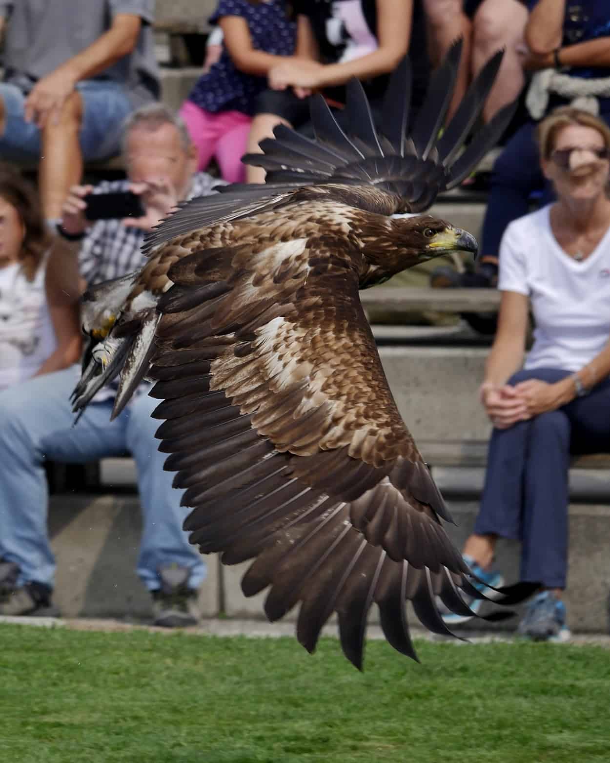 Seeadler Flugschau Adlerarena Burg Landskron Kärnten